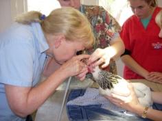 Bird veterinarian treating a chicken